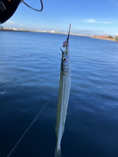 Ｆシステムでサヨリ