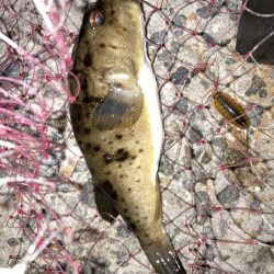 雨上がりのチヌ