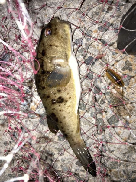 雨上がりのチヌ