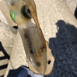 アオリイカ開幕調査