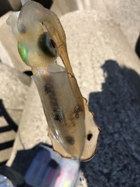 アオリイカ開幕調査