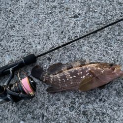 2023 佐渡ヶ島 ライトゲーム&キジハタゲーム 8月14日