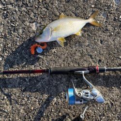 2023 佐渡ヶ島 ライトゲーム＆ハタゲーム＆アオリ新子調査　8月23日