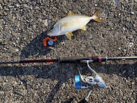 2023 佐渡ヶ島 ライトゲーム＆ハタゲーム＆アオリ新子調査　8月23日