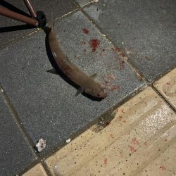 太刀魚の聖地 和歌山