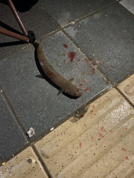 太刀魚の聖地 和歌山