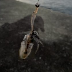 2023 佐渡ヶ島 ライトゲーム＆ハタゲーム＆アオリ新子調査　8月26日