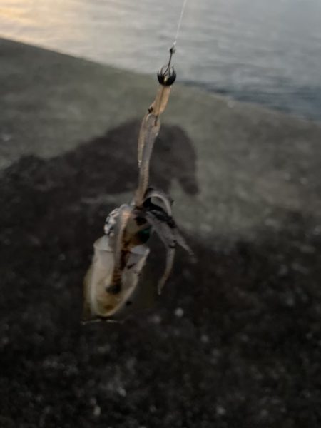 2023 佐渡ヶ島 ライトゲーム＆ハタゲーム＆アオリ新子調査　8月26日