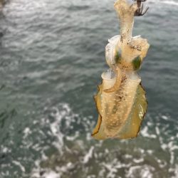 2023 佐渡ヶ島エギング 3回目【8月27日】