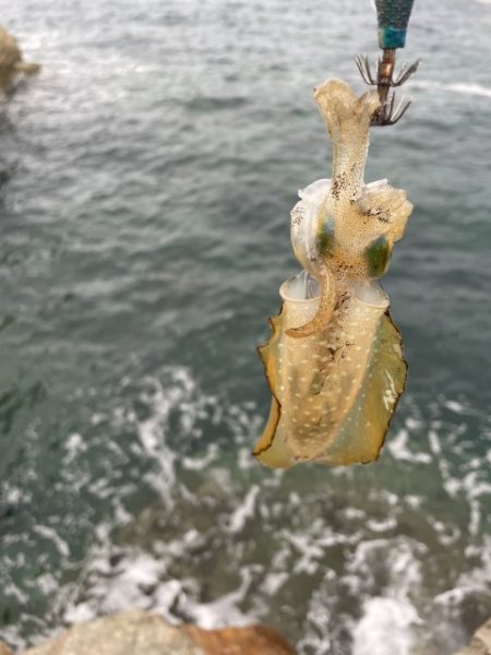 2023 佐渡ヶ島エギング 3回目【8月27日】