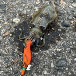 エギングシーズン