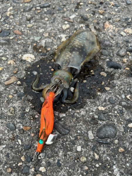 エギングシーズン