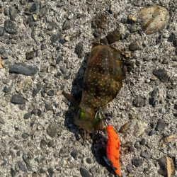 アオリイカ釣行