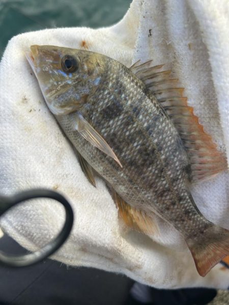 いろいろ楽しい