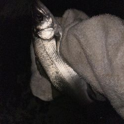 チヌポでキビレ！