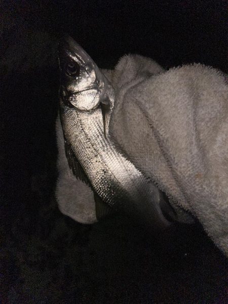 チヌポでキビレ！