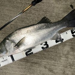 セイゴとチヌ子