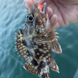 オオモン&ガッシー