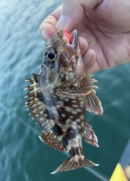 オオモン&ガッシー