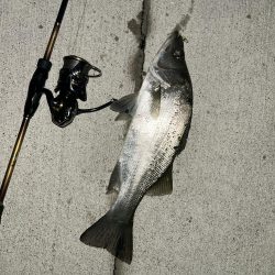 クリアでもセイゴ！