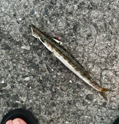 タチウオを求めて