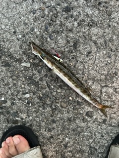 タチウオを求めて