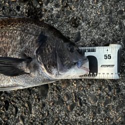 夕まずめサイト黒鯛