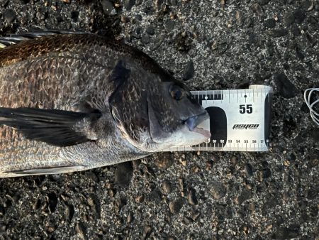 夕まずめサイト黒鯛