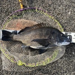 サイト黒鯛練習