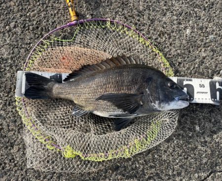 サイト黒鯛練習