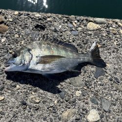 日中スケスケ黒鯛