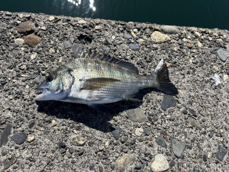 日中スケスケ黒鯛