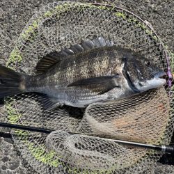 ヘチさぐる黒鯛