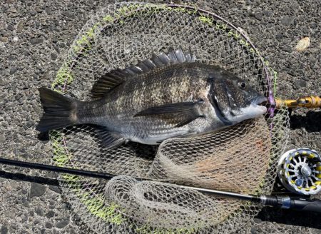 ヘチさぐる黒鯛