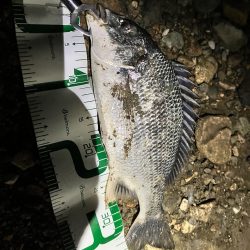 キビレに始まり歳無しで終わる