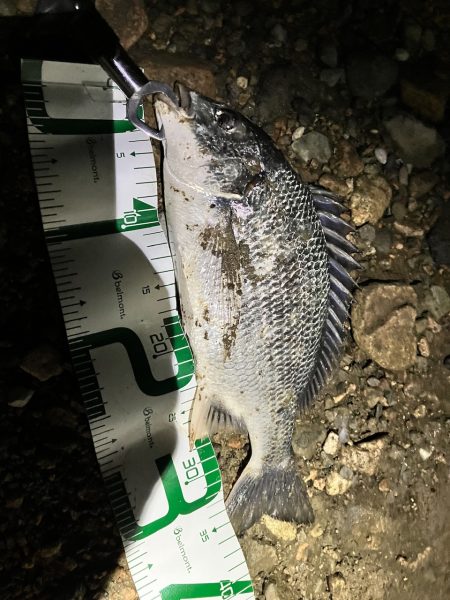 キビレに始まり歳無しで終わる