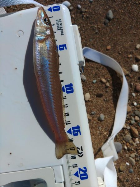 無理はきんもの！