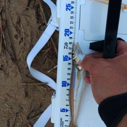 三重で初キス釣行