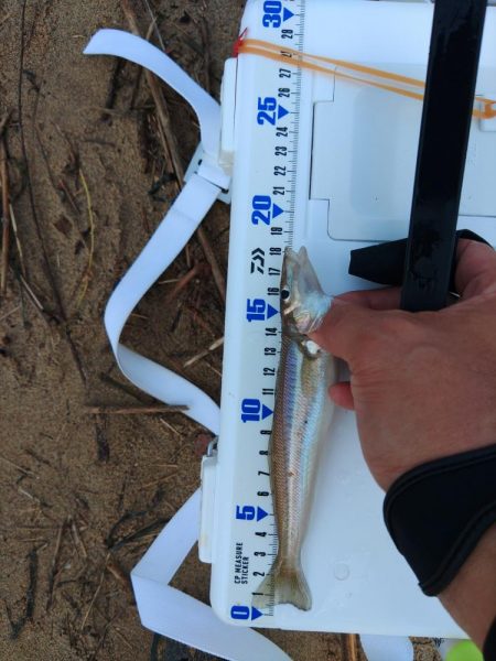 三重で初キス釣行