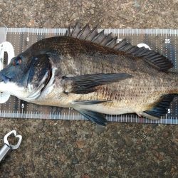 ぶら河川岸壁調査!