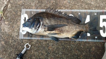 ぶら河川岸壁調査!