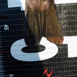 ぶら台風後調査!!