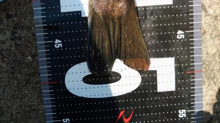 ぶら台風後調査!!