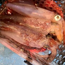 和歌山市江（吉丸渡船）でイカメタル