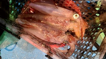 和歌山市江（吉丸渡船）でイカメタル