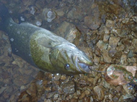夏のバスフィッシング
