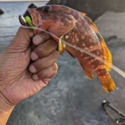 陸っぱり釣行記