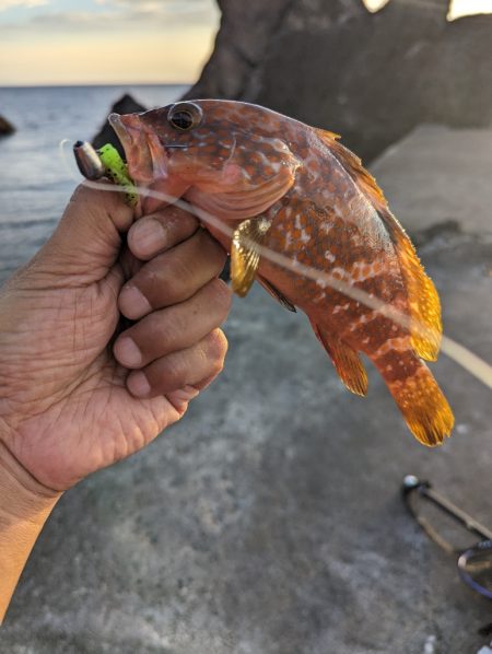 陸っぱり釣行記