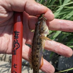 旧中川 ハゼ釣果