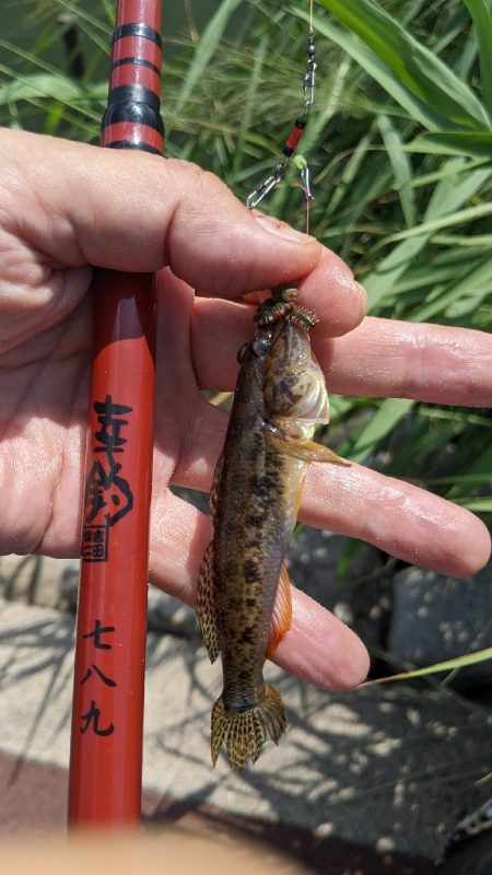 旧中川 ハゼ釣果